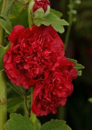 Alcea Hollyhock 'Chater's Double Scarlet' 